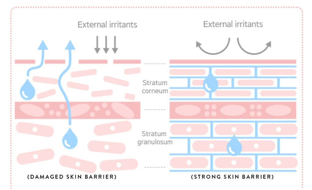 Skin barrier sihat vs skin barrier rosak